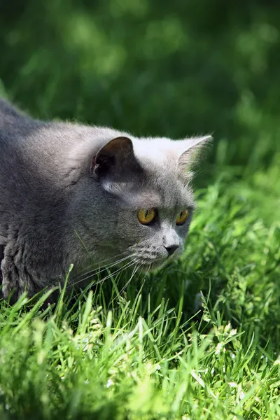 Katt i gress – stockfoto