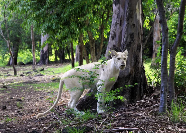Leão branco — Fotografia de Stock