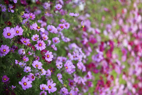 美しい花コスモス — ストック写真