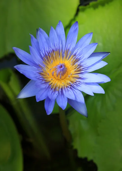 Τροπική λουλούδι — Φωτογραφία Αρχείου