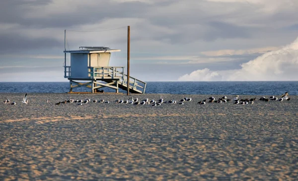 Spiaggia di Venezia in California — Foto Stock
