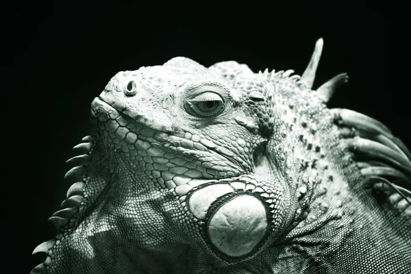 Lizard close-up — Stock Photo, Image