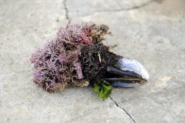 Mussel with seaweed clipart