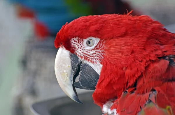 Testa di pappagallo — Foto Stock