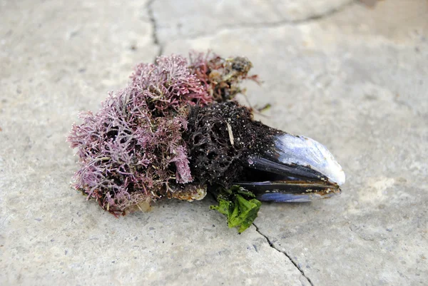 Mussel with seaweed — Stock Photo, Image