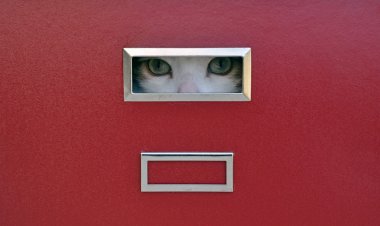 Cat eyes locked in filing cabinet clipart