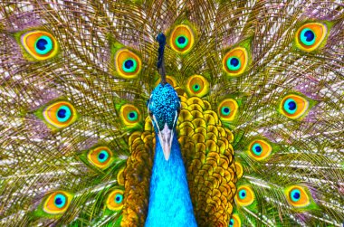 Peacock showing its feathers clipart