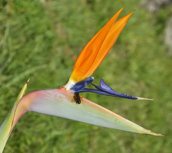 Paradisfågeln blomma med bee på grön bakgrund — Stockfoto