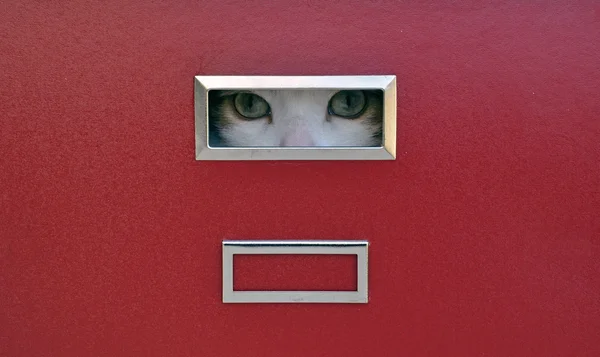 stock image Cat eyes locked in filing cabinet