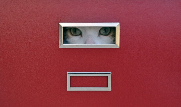 Cat eyes locked in filing cabinet