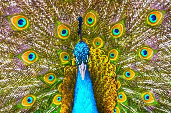 Pavo real mostrando sus plumas —  Fotos de Stock