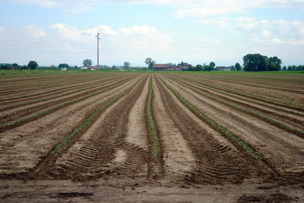 Rows of green seedling in a tomatoes field — Stock Photo, Image