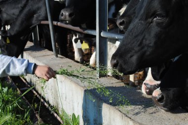 Çocuk el Yeşil çimenler inek besleme