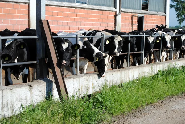 Черно-белые коровы рядом с коровником — стоковое фото