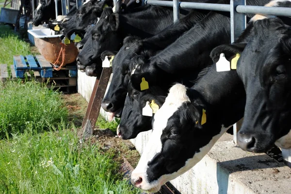 Чорно-білі корови їдять зелену траву — стокове фото