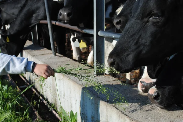 Kid hand feed a cow with green grass — Stock Photo, Image