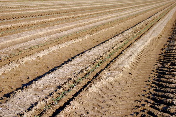 Righe di piantina di semenzaio verde in un campo di pomodori — Foto Stock