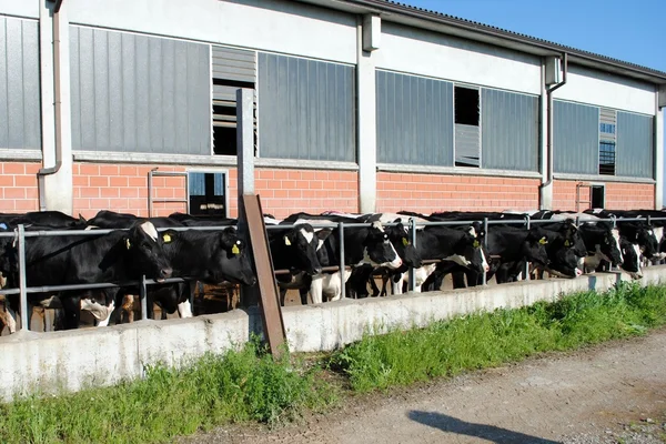 Черно-белые коровы рядом с коровником — стоковое фото