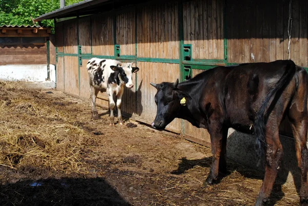 Zwart-witte koeien dicht bij een stal — Stockfoto