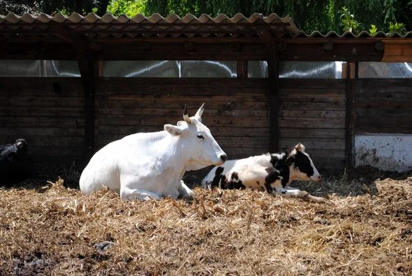 Bílé a černé krávy v kravíně, pojem zajetí — Stock fotografie