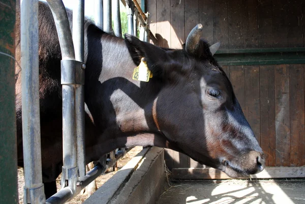 Mucca nera in una stalla, concetto di prigionia — Foto Stock