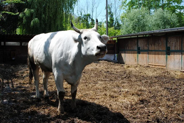 Белая корова в коровнике, концепция плена — стоковое фото