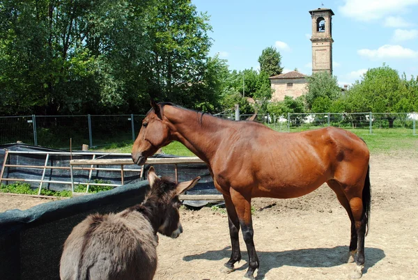 Bruin paard in een koeienstal, concept van gevangenschap — Stockfoto