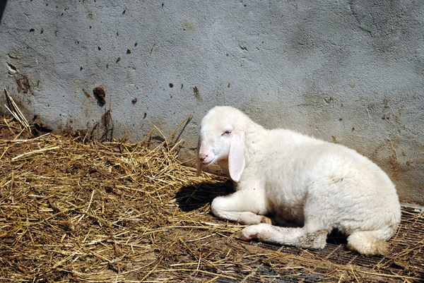 Witte schapen in een stal, concept van gevangenschap — Stockfoto