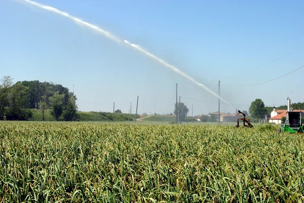 Pumpenstrahl bewässert ein bestelltes Feld auf landwirtschaftlichen Flächen — Stockfoto