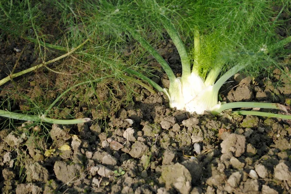 stock image Organic fennel still in soil in the garden