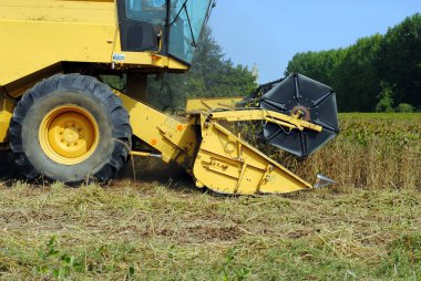 Sarı birleştirme hasat soya alanına yakın çekim