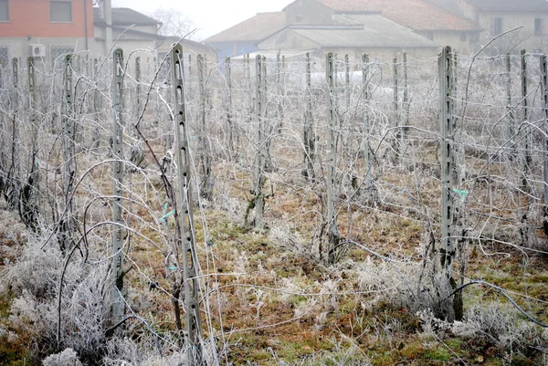 stock image Frozen vineyard in a foggy winter day