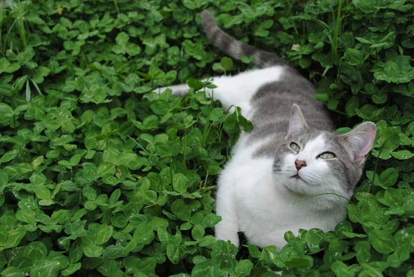 Bílé a šedé kotě na zelený jetel — Stock fotografie