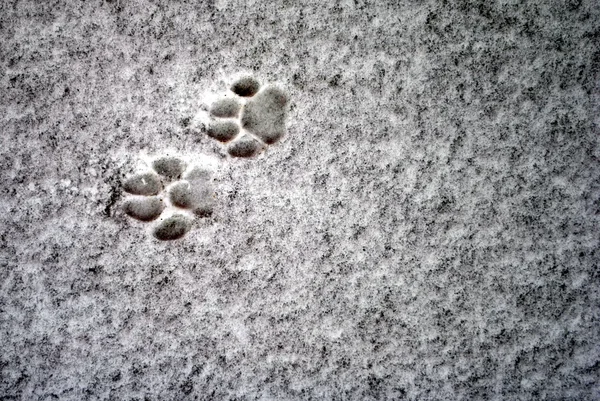 arka plan olarak kar üzerinde kedi ayak izleri