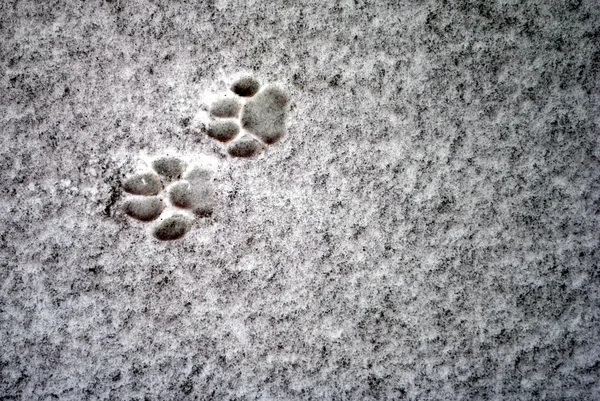 stock image Cat footprints on the snow as background