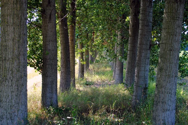 Schattenpfad durch die Bäume auf den Äckern — Stockfoto