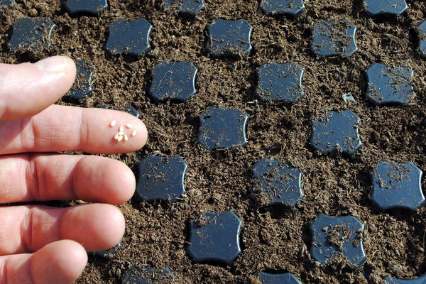 Man fingers with seeds over a seedbed — Stok fotoğraf