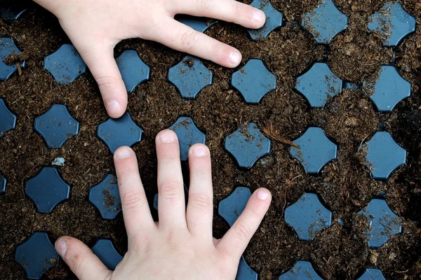 Kid hands over a sown seedbed — Stock Photo, Image