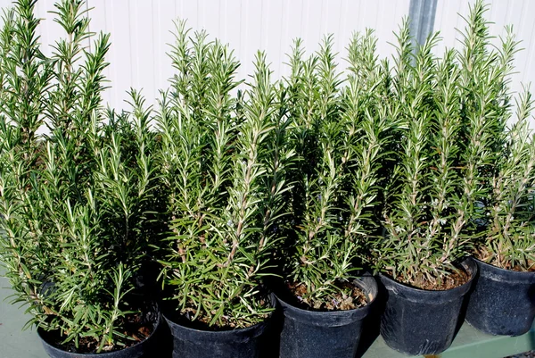 stock image Rosemary plants in black pots ready for transplant