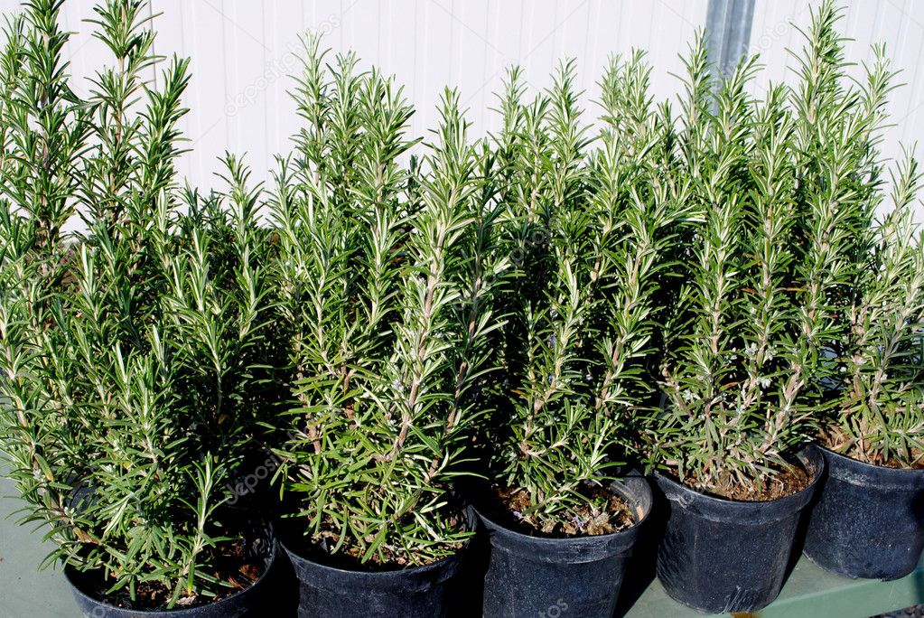 Rosemary plants in black pots ready for transplant — Stock Photo
