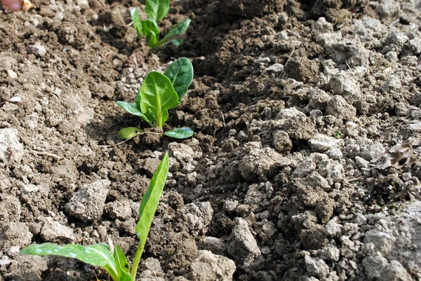 Salad seedlings in the soil in organic garden — Stock Photo, Image