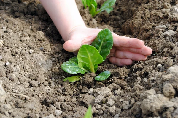Kid hand med plantor i trädgården — Stockfoto