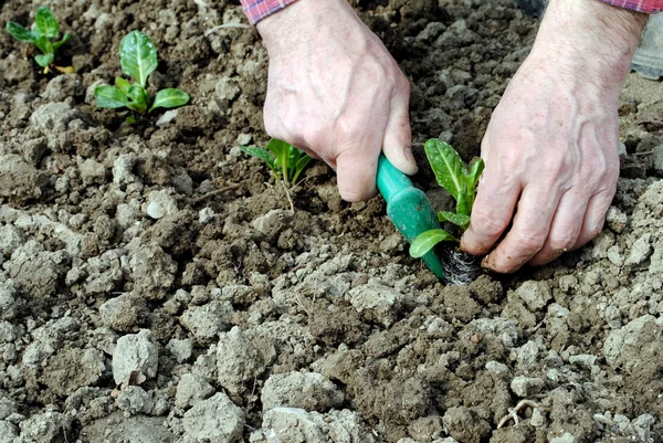 Man händerna med plantor i trädgården — Stockfoto