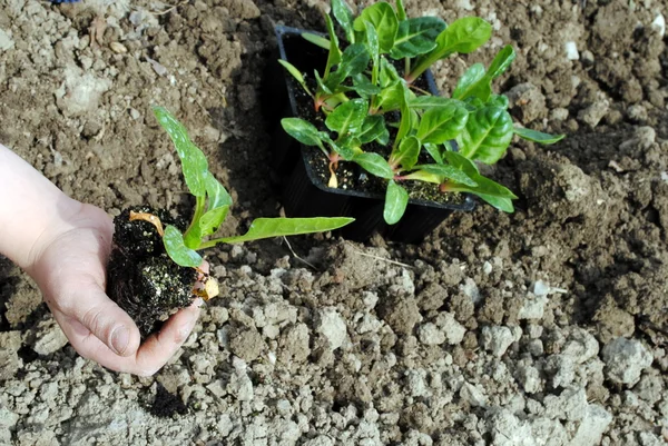 Kid hand with seedlings in the garden — Stock Photo, Image