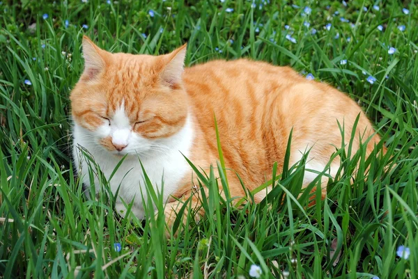 stock image White and orange kitten resting on green grass