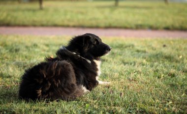 Yaşlı Köpek