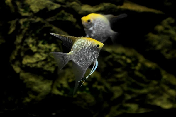 Рыбки-ангелы — стоковое фото