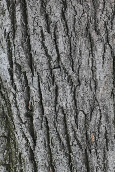 포 플 라 나무 껍질 — 스톡 사진