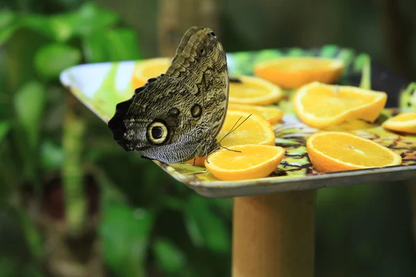 Pavone a farfalla — Foto Stock