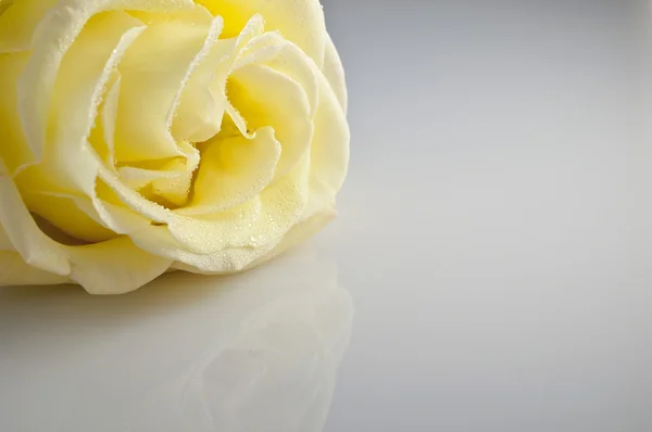 Zblízka žluté růže. — Stock fotografie